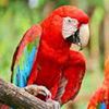 Macaw breeding center Turrialba